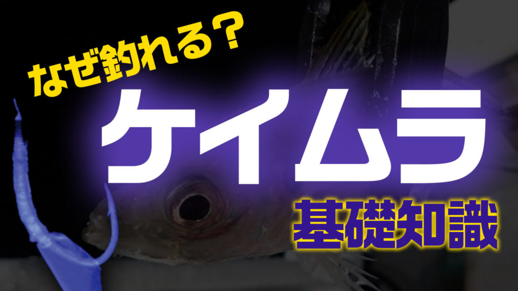 サビキ仕掛けで見かける ケイムラ ってなんだ 釣り具のトリセツ